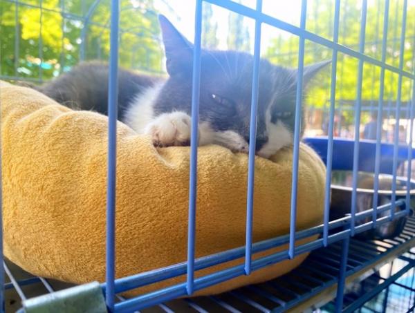 В Ростове прошел фестиваль бездомных животных «Твори Добро»