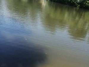 В Белой Калитве трое мужчин спасли утопающего в реке