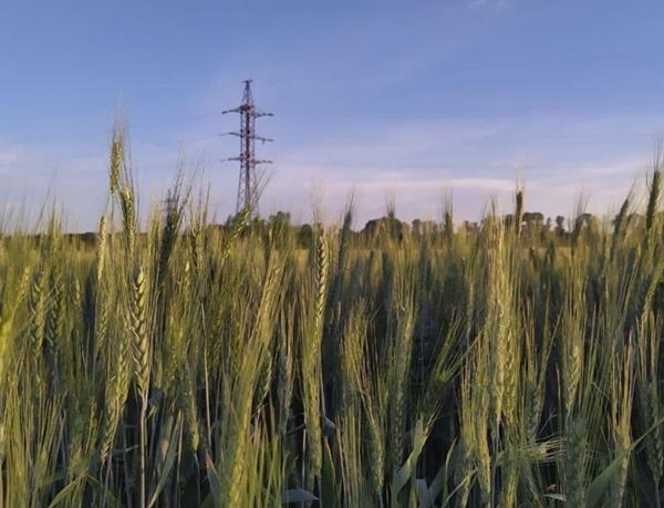 В Ростовской области ожидаются аномальная жара и усиление ветра