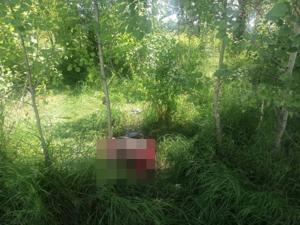 Под Новосибирском в лесопосадке обнаружили человеческие останки