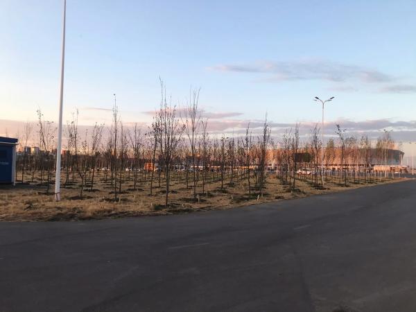 Жители Ростова понапрасну переживают из-за высохших деревьев на Левбердоне