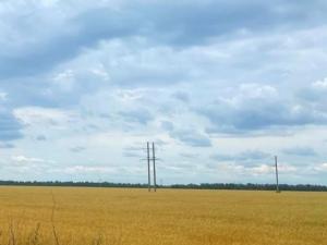 На Дону метеорологи зафиксировали засуху на пропашных культурах