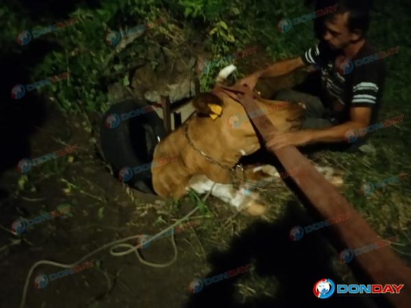 В Новошахтинске спасли корову, провалившуюся в яму