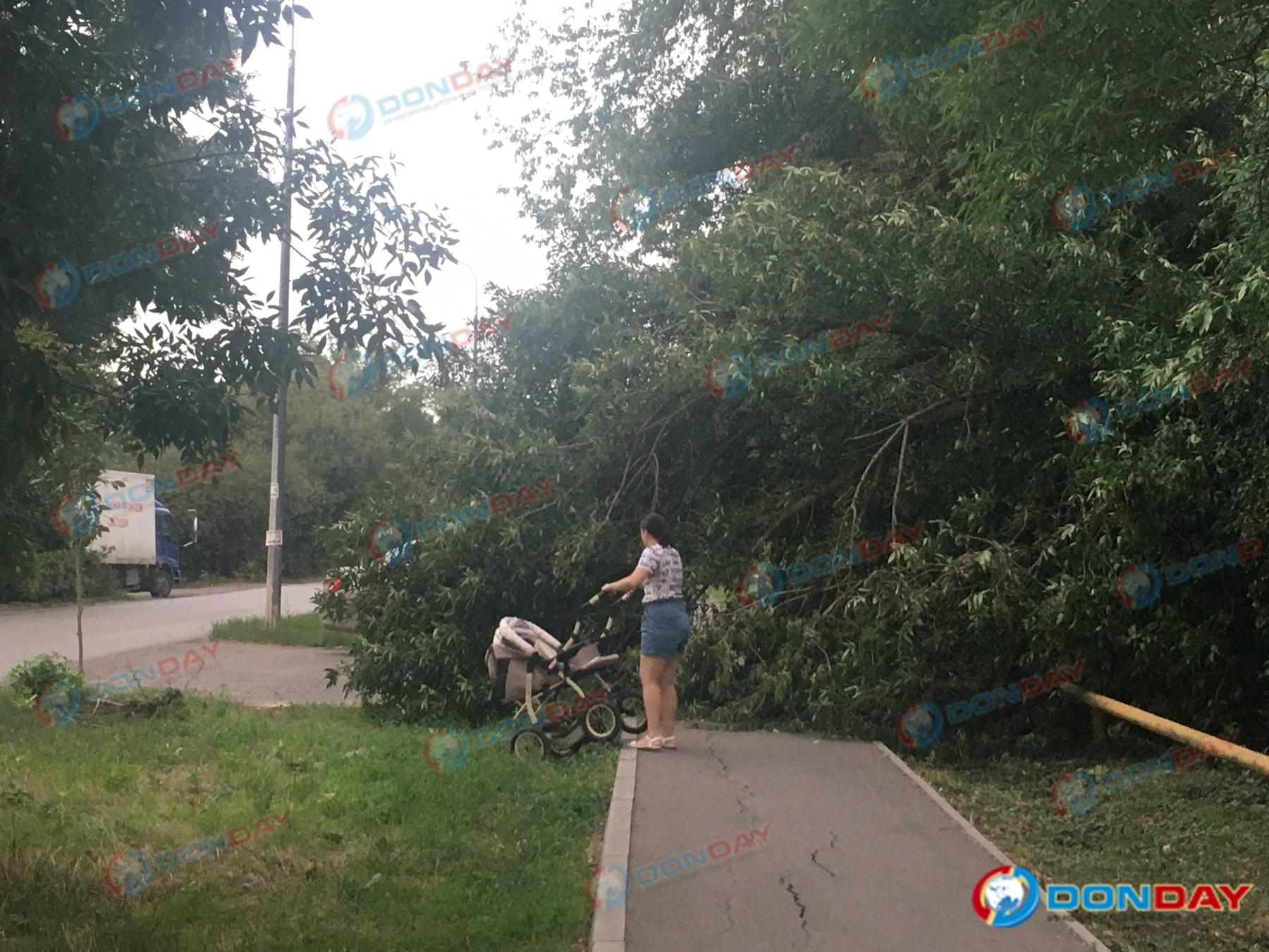 В Ростове упало дерево