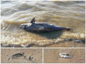 Берег Таганрогского залива усеян мертвыми дельфинами и десятками рыб