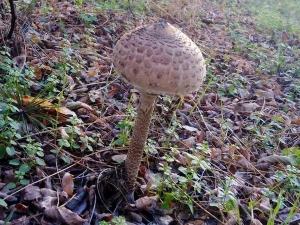 В Ростовской области зафиксировали рост отравлений дикорастущими грибами
