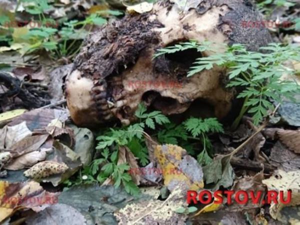 В Ростовской области грибник нашел в лесу человеческие останки
