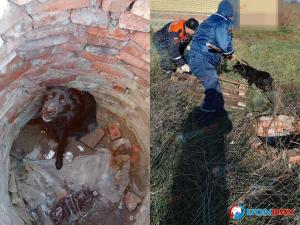 В Ростовской области спасли собаку, упавшую в колодец