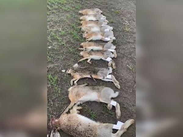 По факту массовой гибели зайцев в Ростовской области возбудили уголовное дело