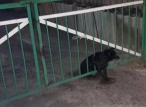 В Ростовской области спасли собаку, застрявшую в заборе
