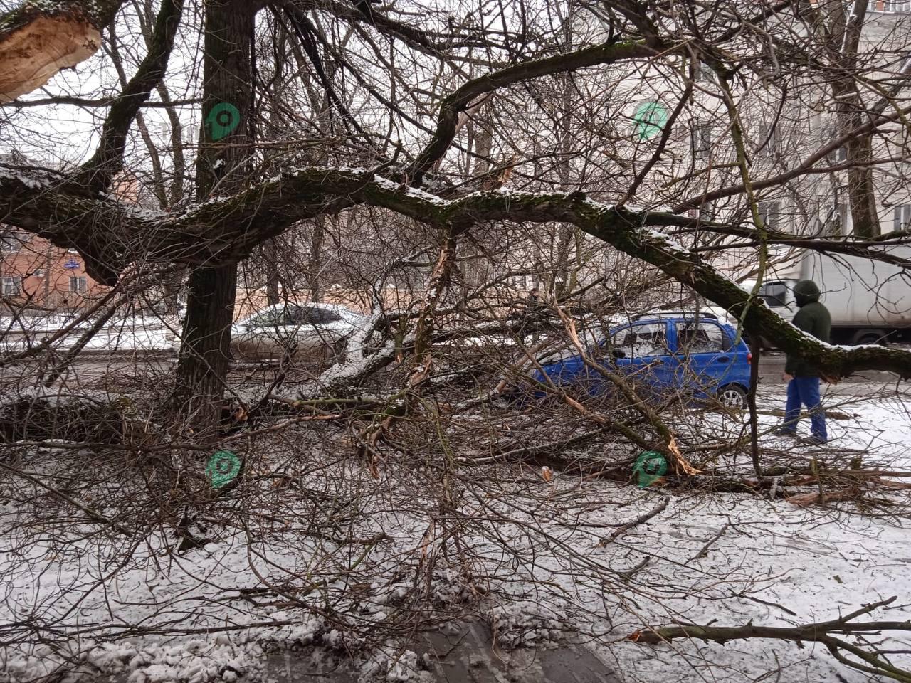 Дерево упало на дорогу