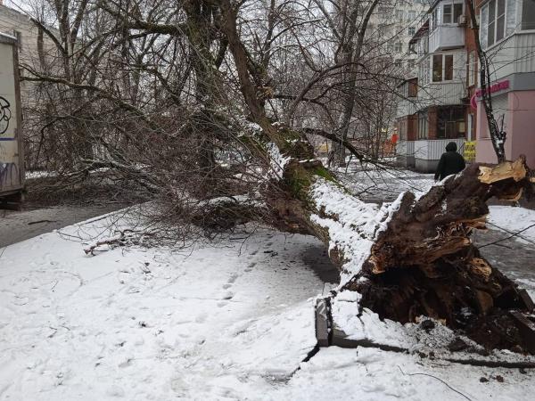 В Ростове на Сельмаше огромное дерево упало на иномарку