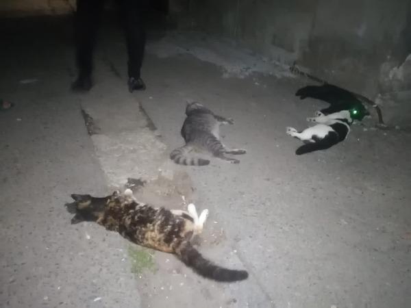 В Батайске неизвестные отравили четырех котов
