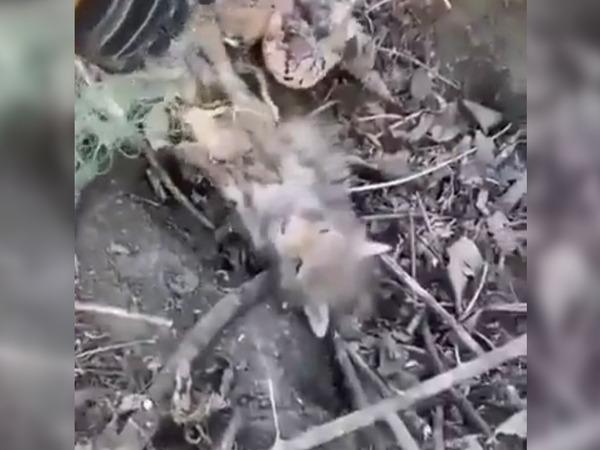 В станице Багаевской Ростовской области спасли провалившегося в яму лисенка