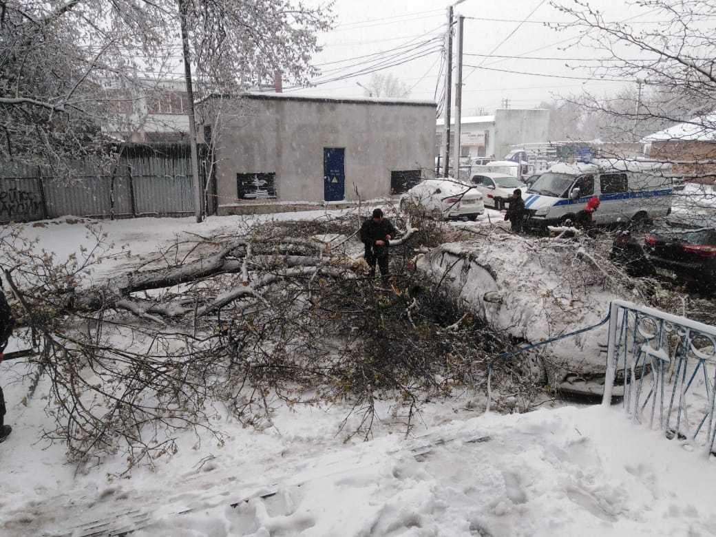 В Белой Калитве и Шахтах деревья раздавили иномарки » DonDay - новости  Ростова-на-Дону. Происшествия, события, новости бизнеса, политики, культуры  и спорта.