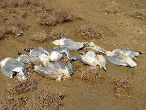Минприроды выясняет причины гибели птиц в заповеднике «Ростовский»
