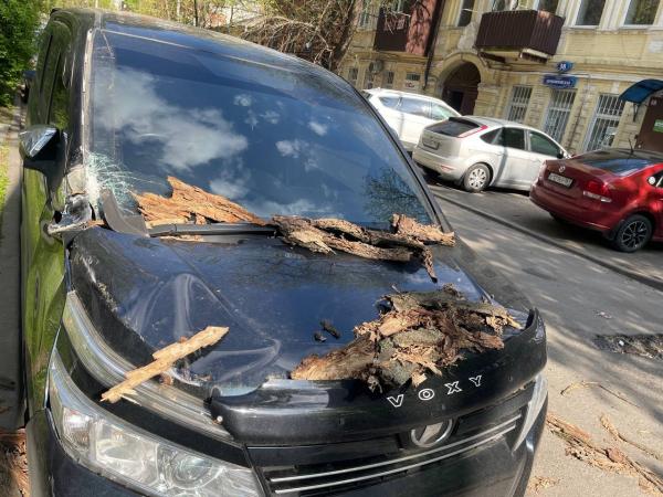 В Ростове упавшее дерево повредило минивэн