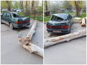 В Ростове рухнувшее дерево раздавило «Ладу»