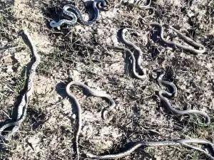 В Ростовской области берег реки Маныч кишит змеями