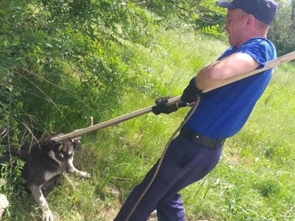 В Ростовской области спасли собаку, провалившуюся в глубокий колодец