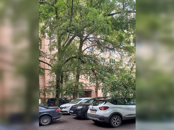 На Содружества в Ростове рискует упасть еще одно аварийное дерево