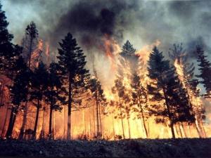 В ближайшие сутки на Дону прогнозируют высокую пожароопасность