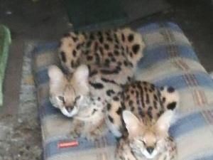 Жительница Ростовской области прятала в гараже экзотических хищников