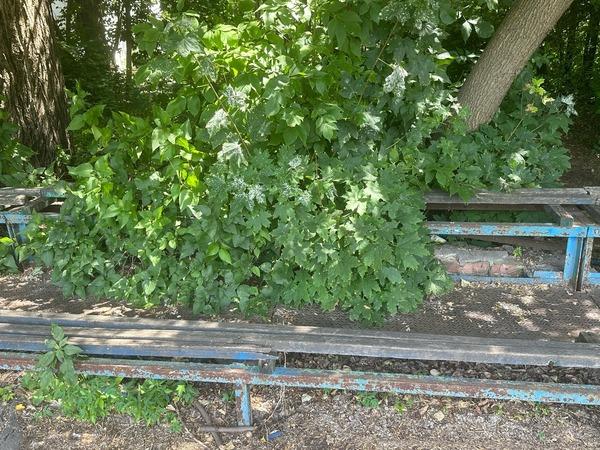 В Ростове стадион «Юность России» превратился в непроходимые джунгли