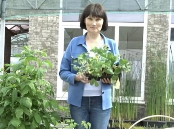 Победительница проекта «Четыре дачи» рассказала о способах выращивания рассады земляники