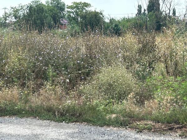 Жители Шахт пожаловались на кусты амброзии на улице Рылеева