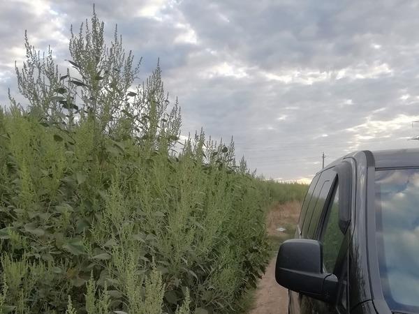 Жители Сальска пожаловались на поле амброзии на окраине города