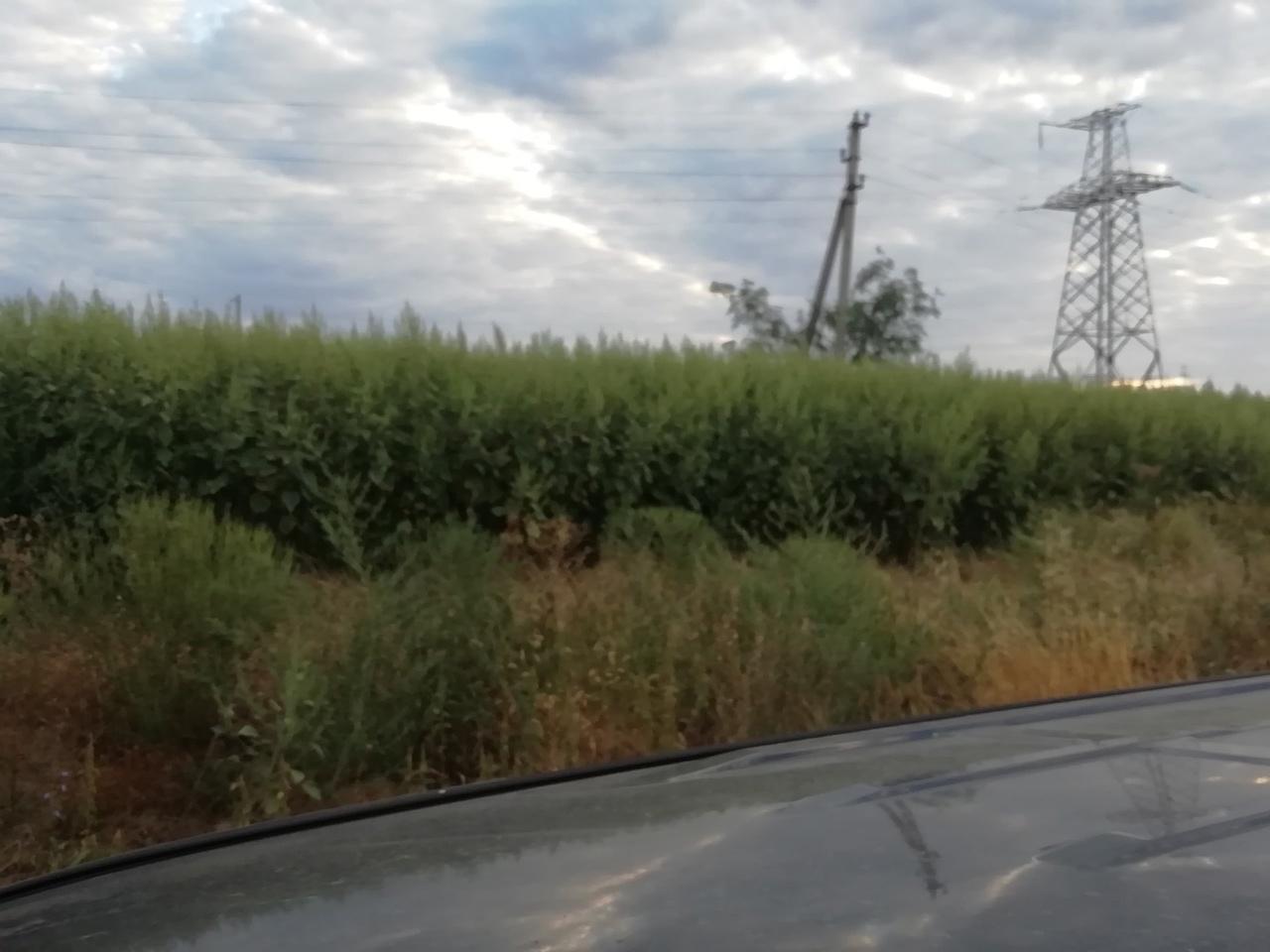 Жители Сальска пожаловались на поле амброзии на окраине города