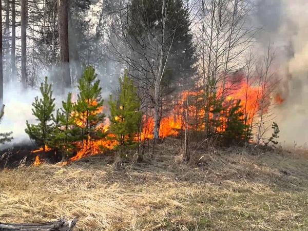 В Ростове усилили контроль за профилактикой ландшафтных пожаров