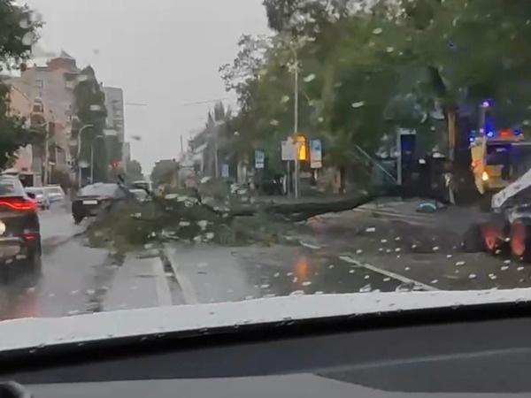 В Ростове на Кировском упавшая ветка перегородила дорогу