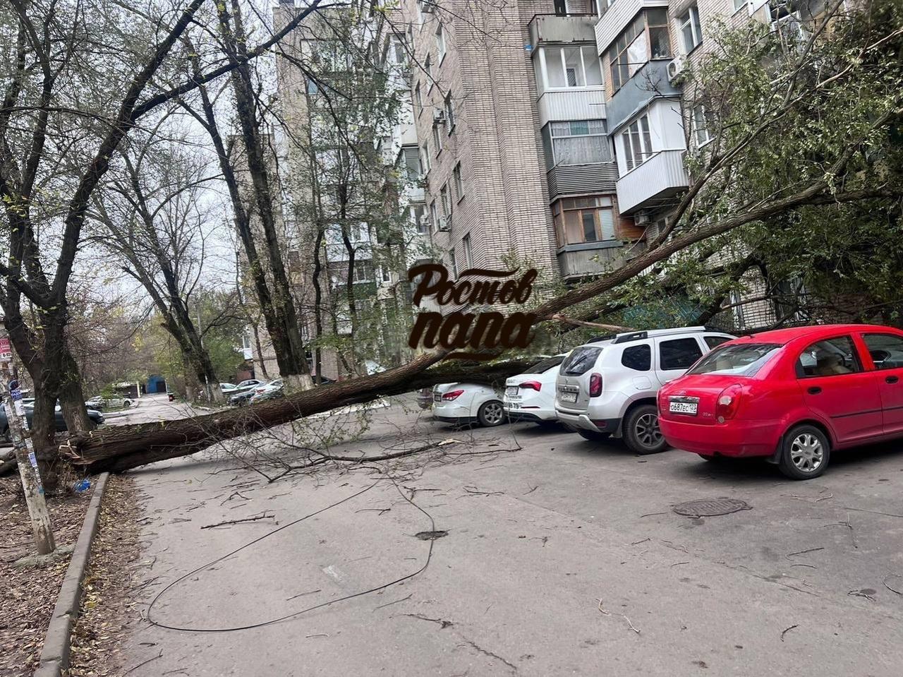 В Ростове упавшее дерево пробило несколько балконов девятиэтажки » DonDay -  новости Ростова-на-Дону. Происшествия, события, новости бизнеса, политики,  культуры и спорта.