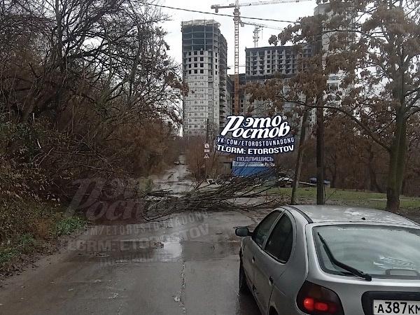 В Ростове упавшее дерево перегородило проезжую часть на Амбулаторной