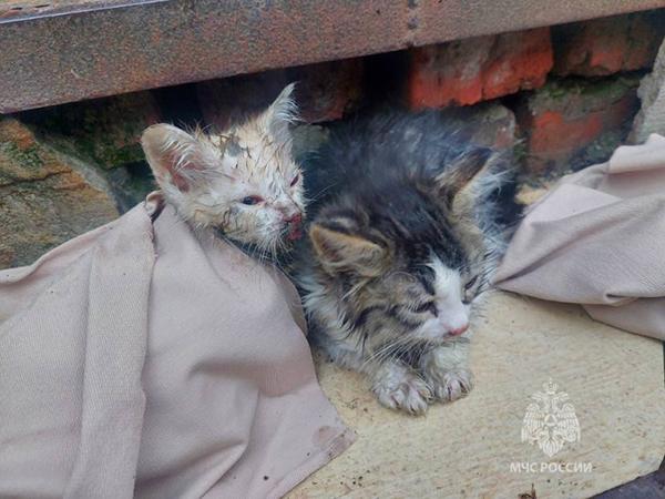 В Ростове-на-Дону из горящей квартиры спасли пятерых котят