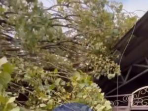 В Батайске дерево упало на частный дом