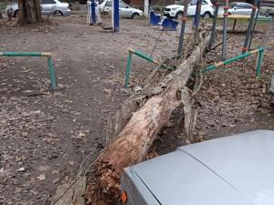 В Ростове из-за ветра за сутки упало 36 деревьев