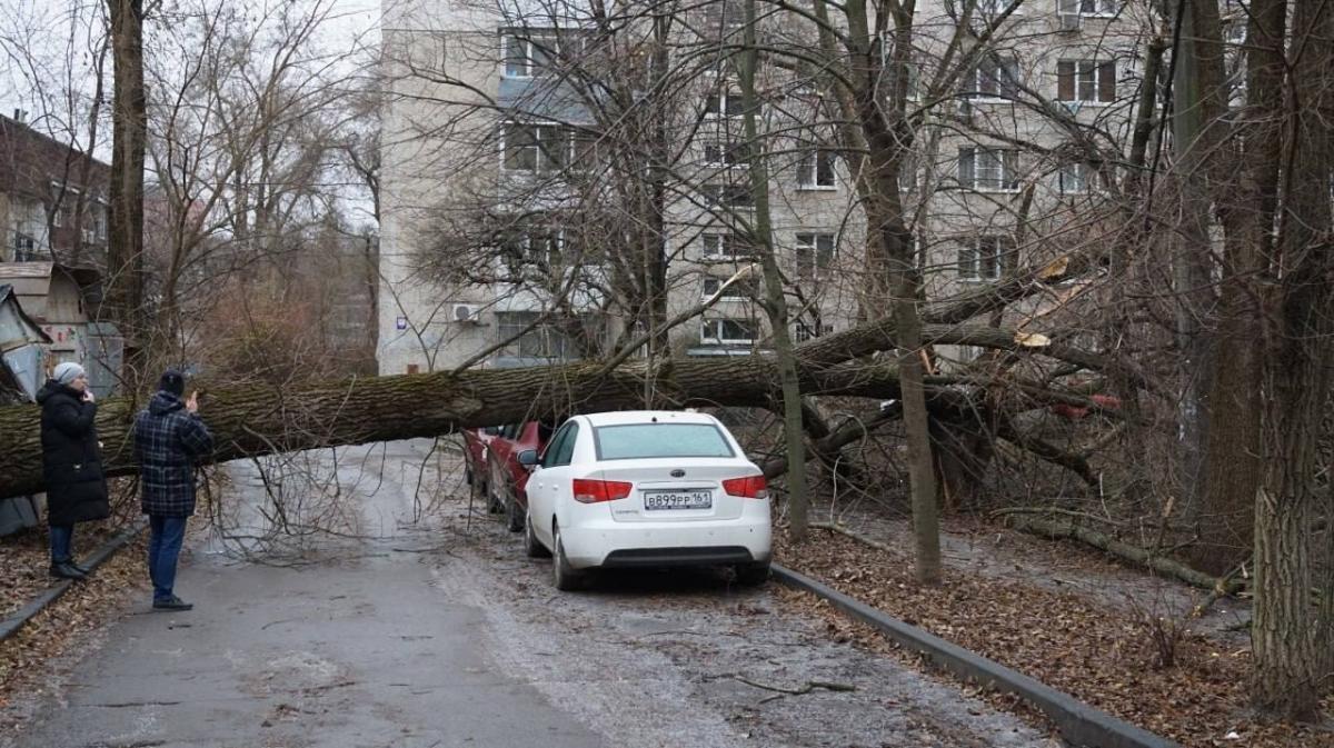 В Ростове на Ленина дерево упало на припаркованный автомобиль » DonDay -  новости Ростова-на-Дону. Происшествия, события, новости бизнеса, политики,  культуры и спорта.