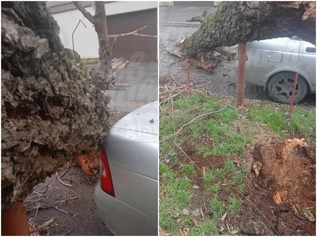 В Ростове дерево упало в паре сантиметров от легковушки » DonDay - новости  Ростова-на-Дону. Происшествия, события, новости бизнеса, политики, культуры  и спорта.