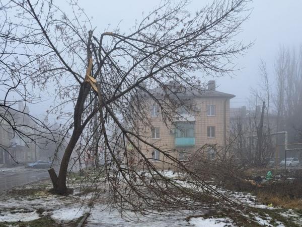 В центре Гуково упавшая ветка перегородила дорогу пешеходам