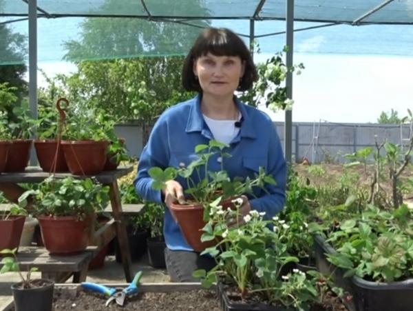 Победительница проекта «Четыре дачи» рассказала, как подготовить семена к посеву