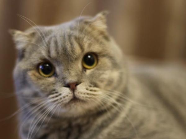 Ростовчанин получил семь лет «строгача» за убийство мужчины из-за кошки