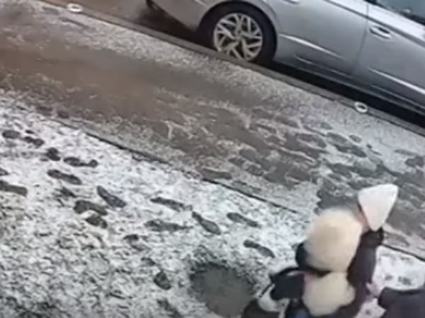 В Ростове бойцовская собака покусала 12-летнюю девочку