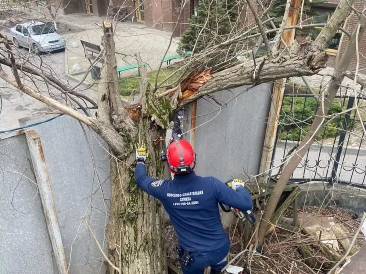 В центре Ростова упавшее дерево перекрыло дорогу