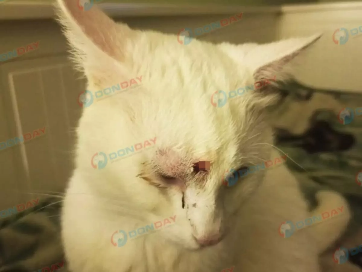 В Батайске живодер расстрелял кота из пневматического оружия