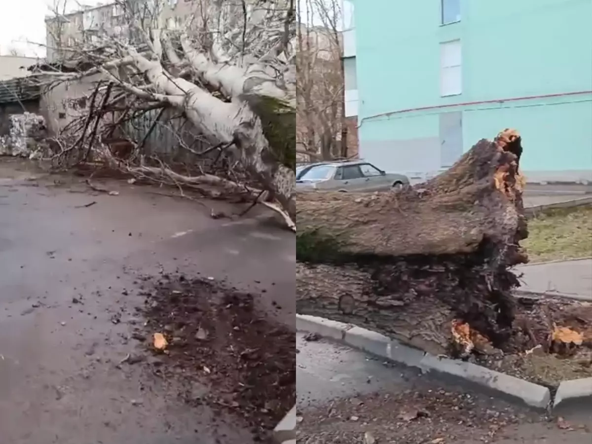 В Ростове после непогоды упало огромное дерево на Ставского » DonDay -  новости Ростова-на-Дону. Происшествия, события, новости бизнеса, политики,  культуры и спорта.