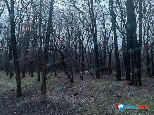В Ростовской области в посадке нашли труп мужчины с обглоданными руками
