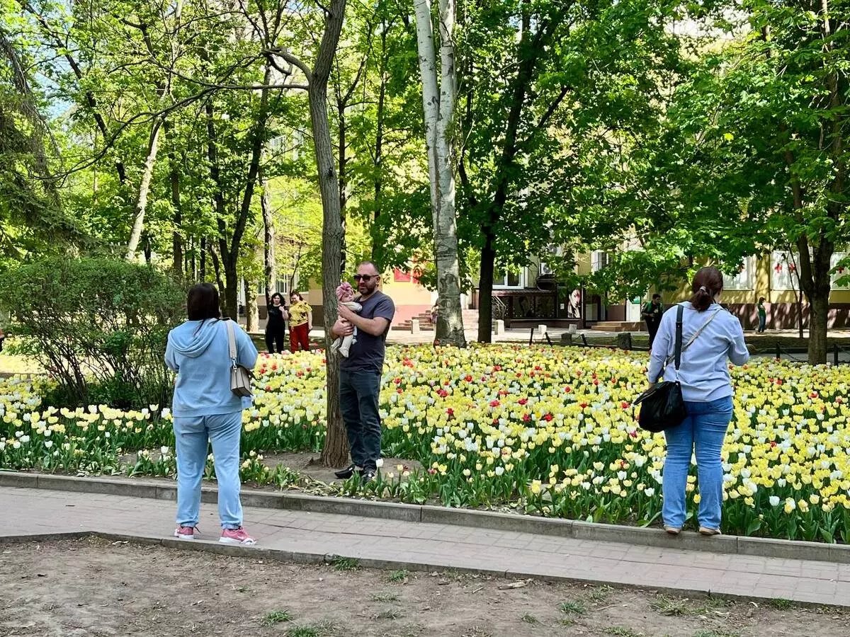 В Ростове-на-Дону улица Пушкинская зацвела тысячами тюльпанов: фоторепортаж  » DonDay - новости Ростова-на-Дону. Происшествия, события, новости бизнеса,  политики, культуры и спорта.